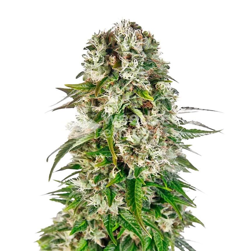 Big Bud Cannabis Plant