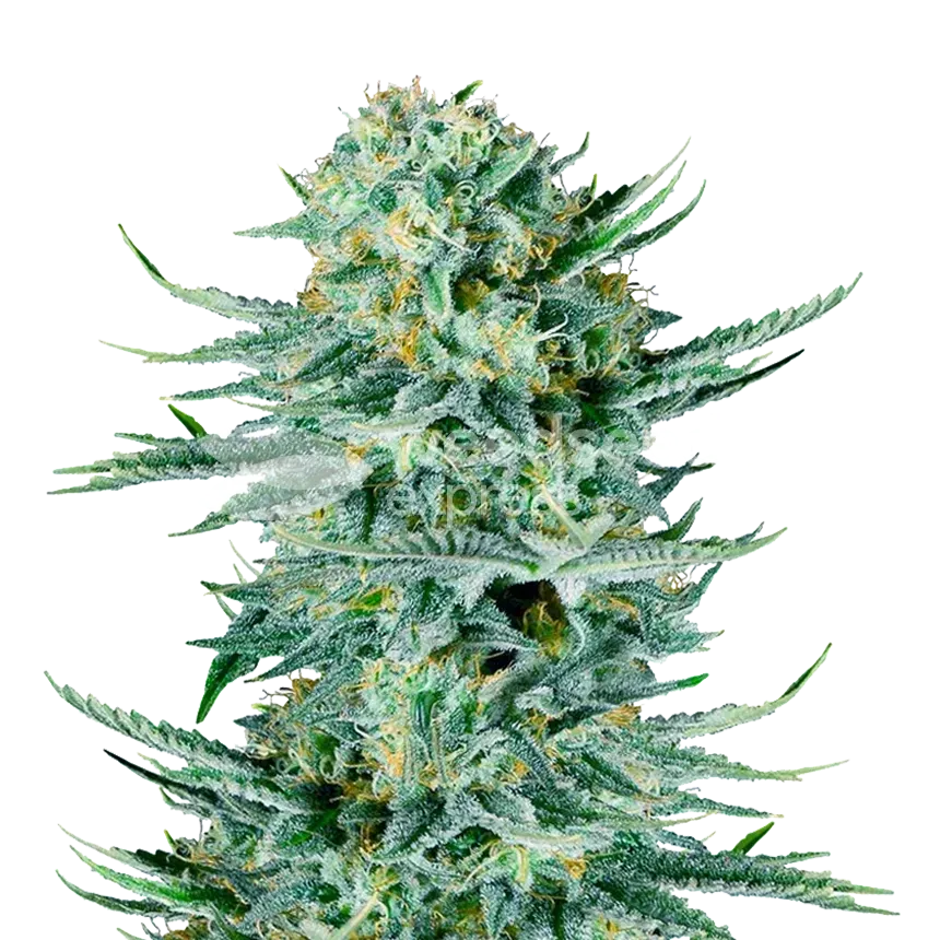 Blue Dream Cannabis Plant