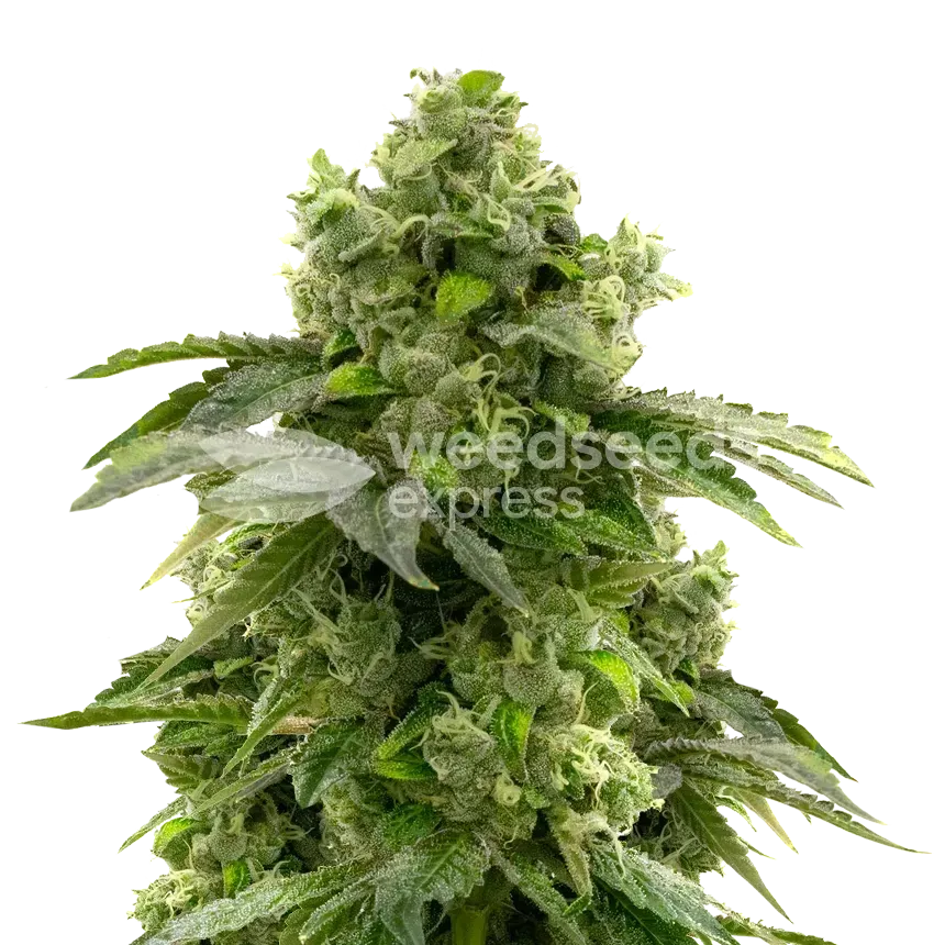 Bruce Banner Cannabis Plant