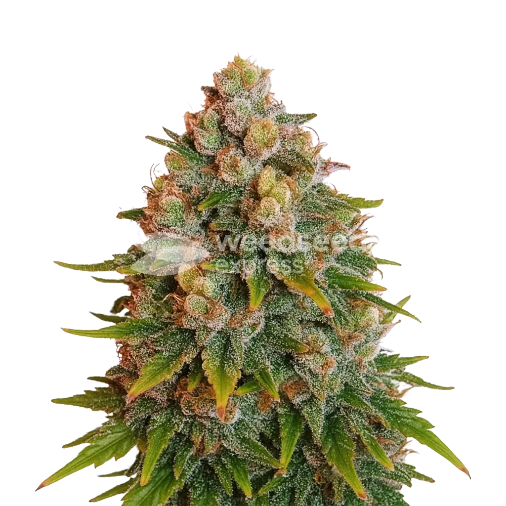 Cherry Pie Auto Schnellblühende Pflanze