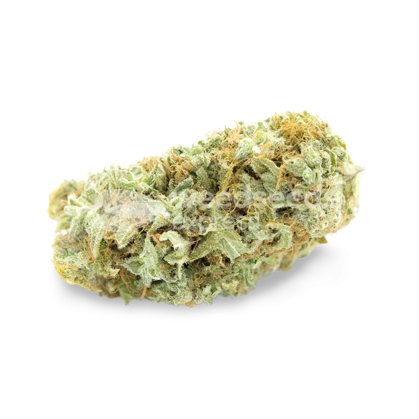 Critical Bud von ertragreicher Cannabissorte