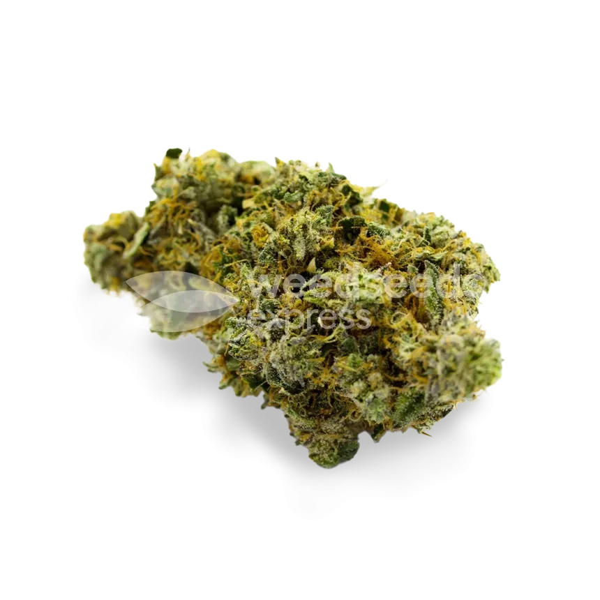 Critical Jack Bud von ertragreicher Cannabispflanze