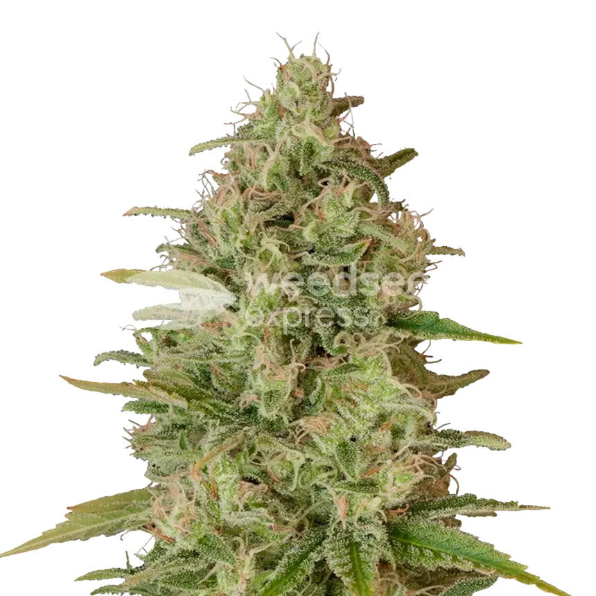 Critical Jack ertragreiche Cannabispflanze