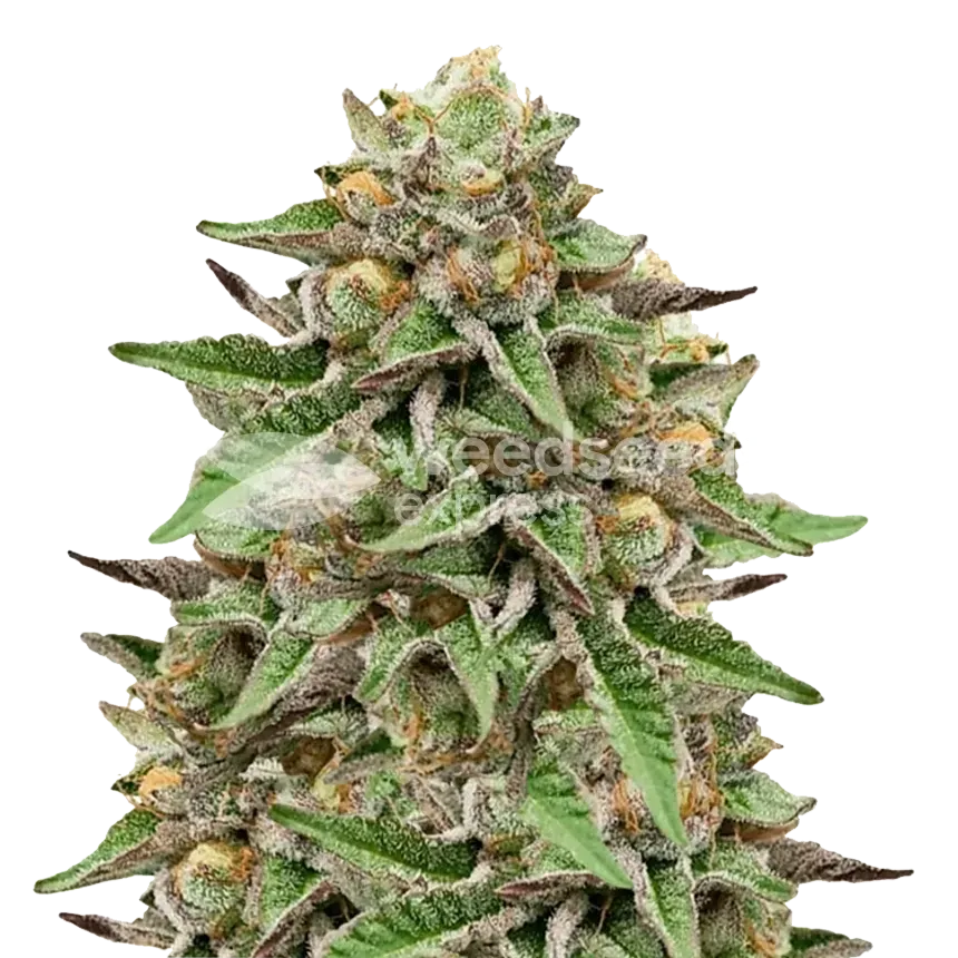 Gelato Cannabis Plant