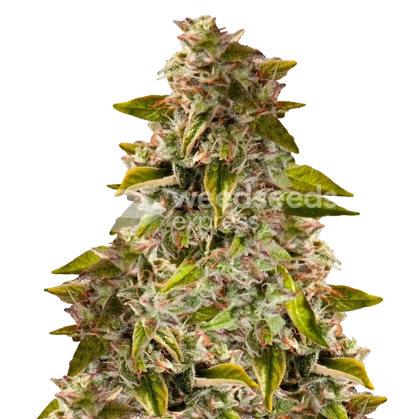 Golden Goat ertragreiche Cannabispflanze