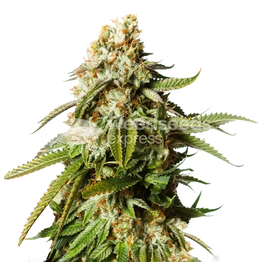 Gorilla Glue Cannabis Plant