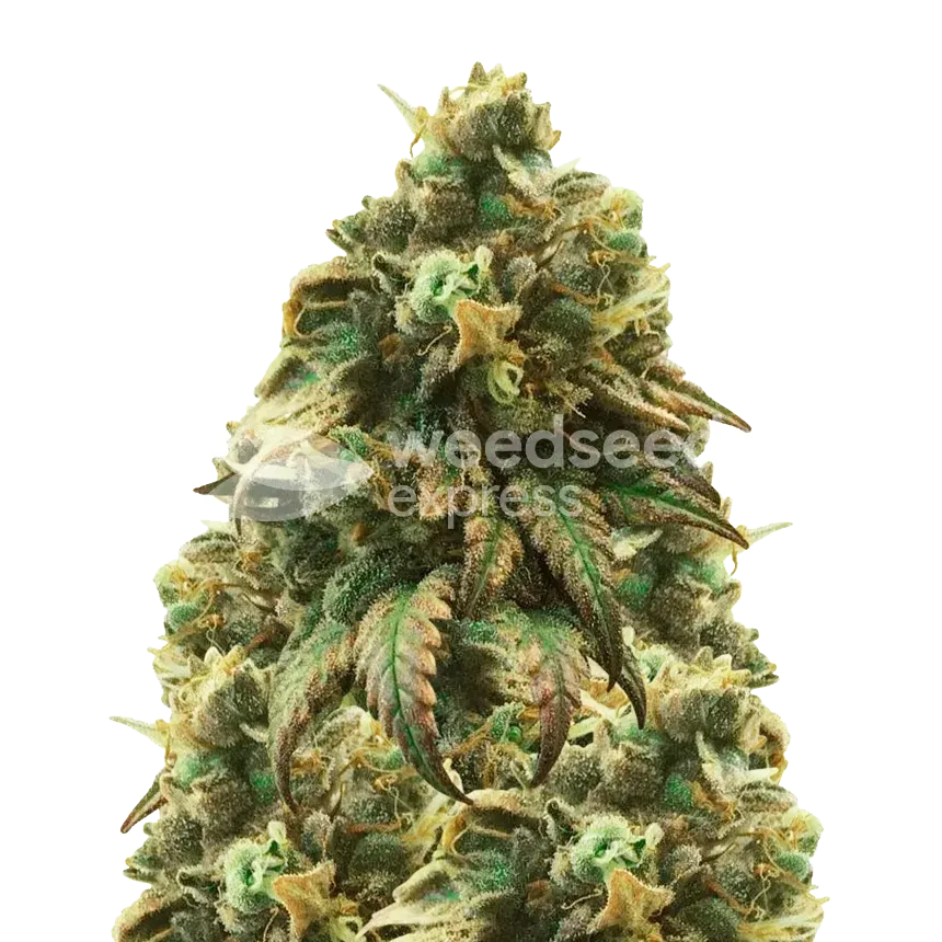 Green Crack ertragreiche Cannabispflanze
