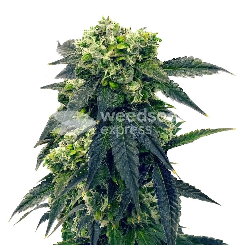Gush Mints ertragreiche Cannabispflanze