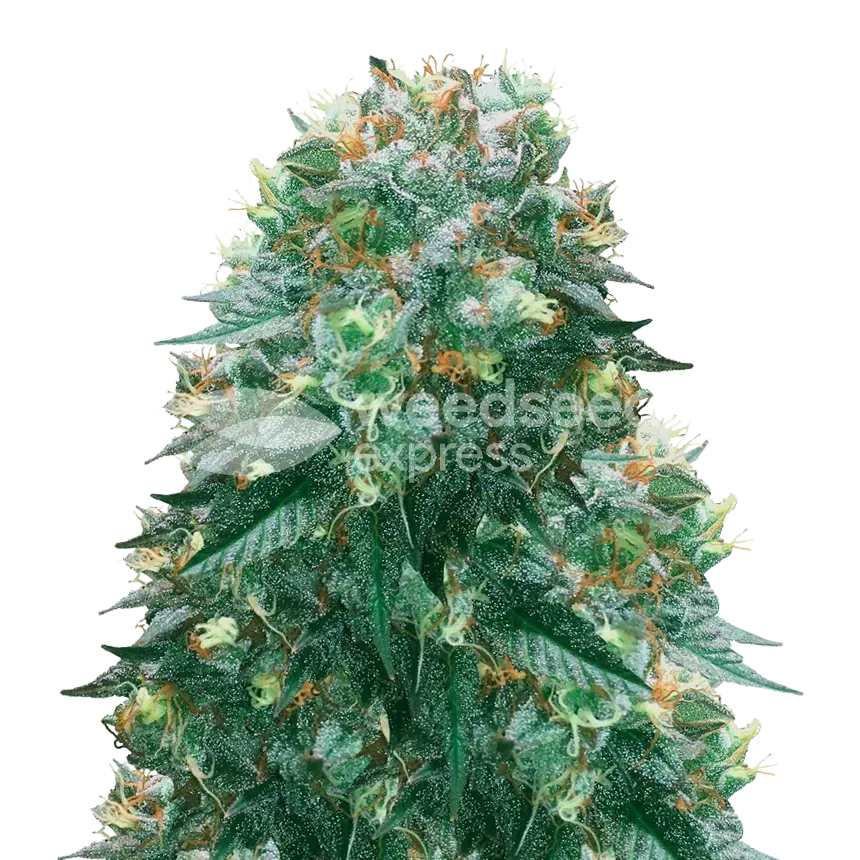 Harlequin Cannabis Plant