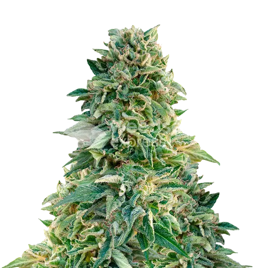 Jack Herer Cannabis Plant