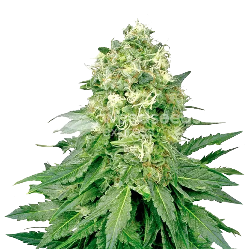 Jack Widow ertragreiche Cannabispflanze