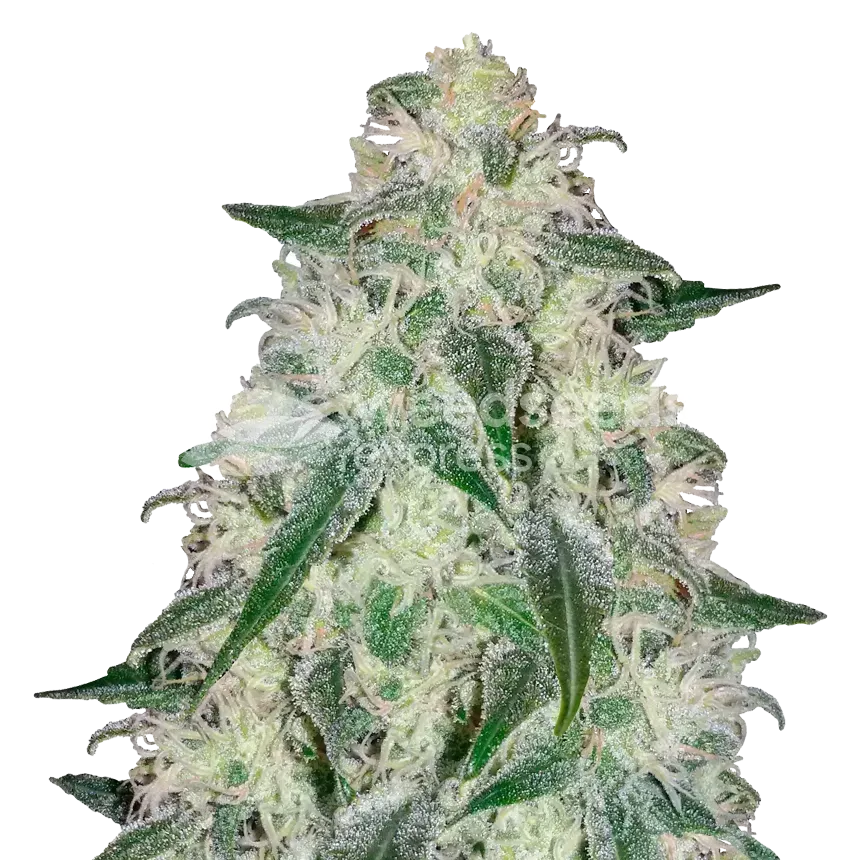 Lambs Bread Cannabispflanze