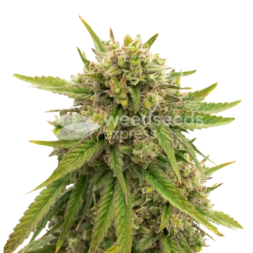 Maui Waui Cannabispflanze