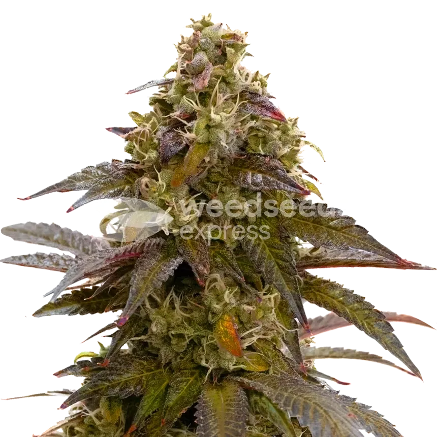 Mimosa ertragreiche Cannabispflanze