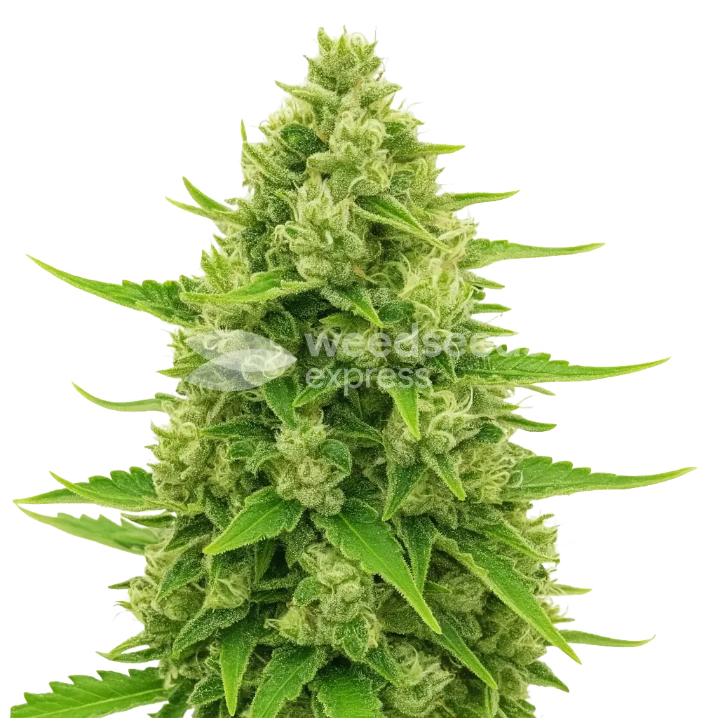 Northern Lights Auto Cannabis Plant