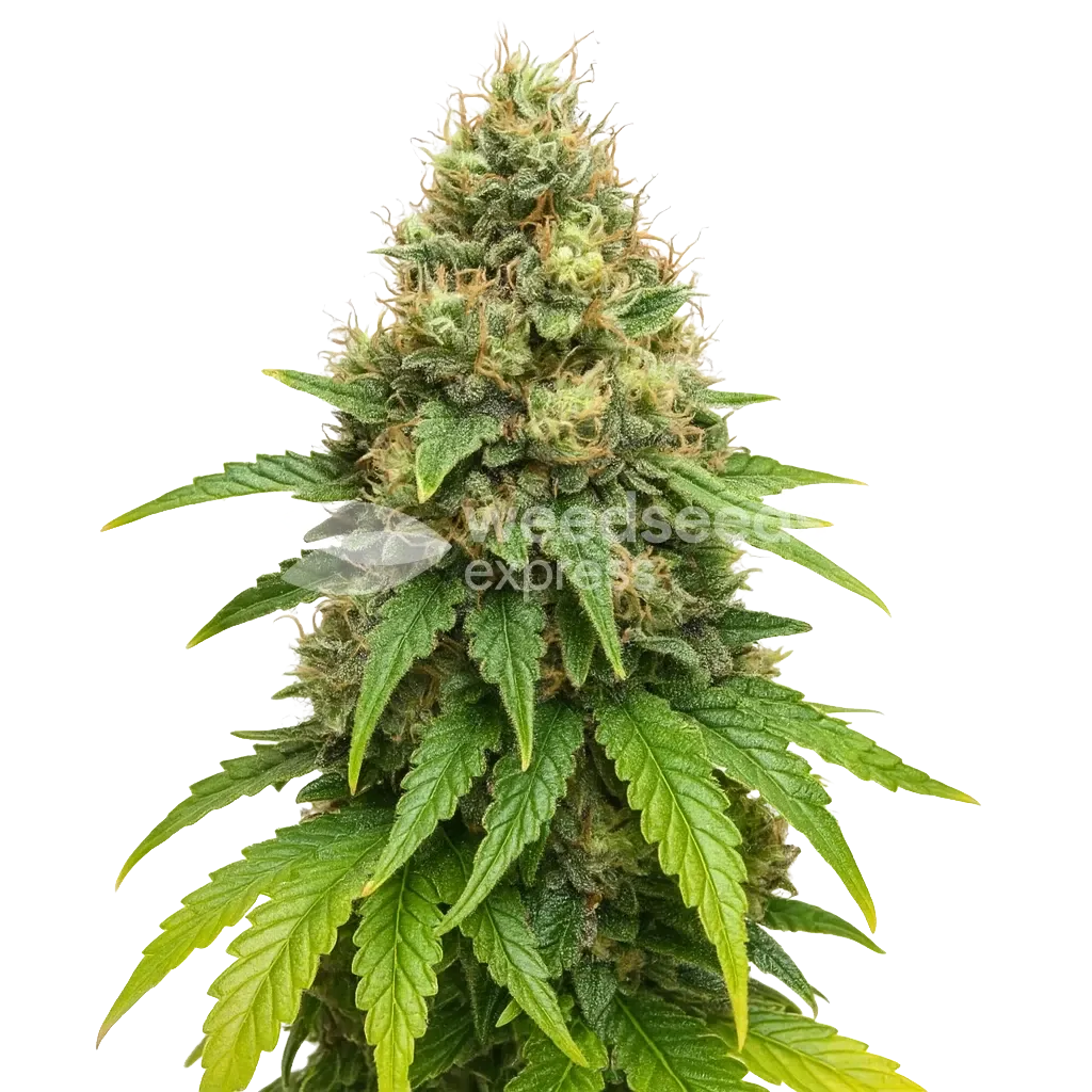 Northern Lights X Big Bud Auto Schnellblühende Pflanze