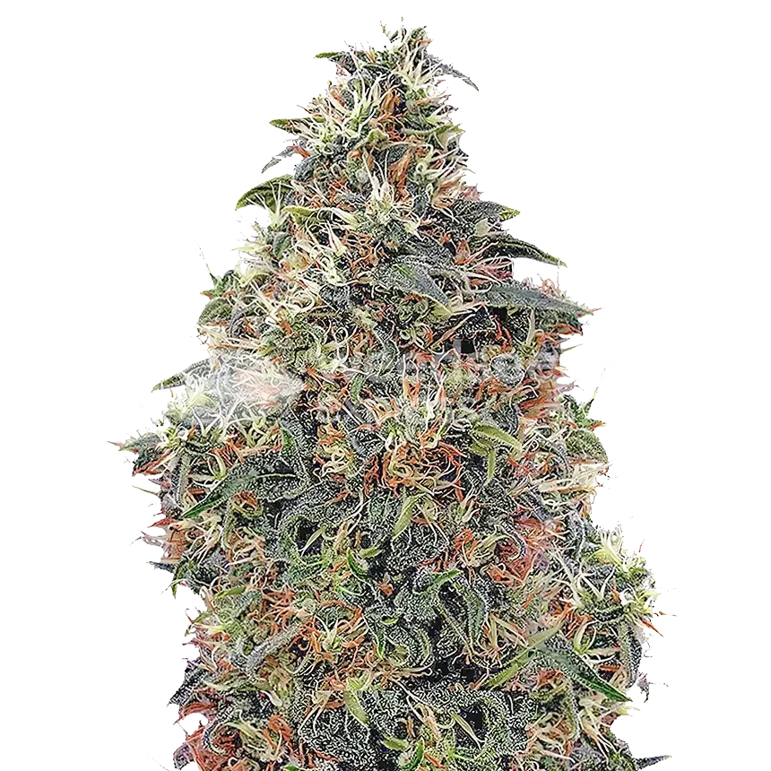 Panama Red Cannabispflanze