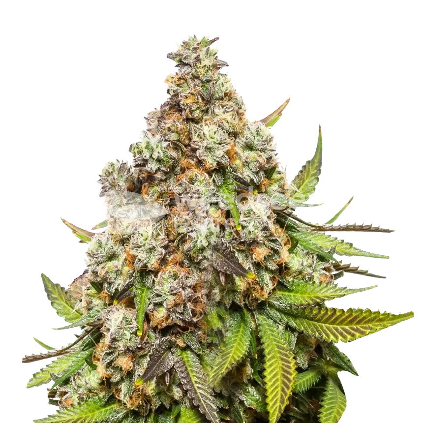 Pennywise Cannabis Plant
