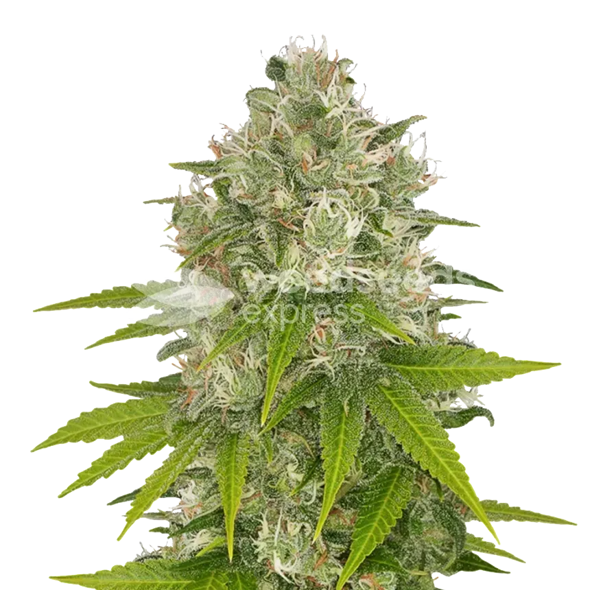 Power Kush ertragreiche Cannabispflanze