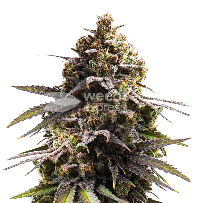 Purple Punch Cannabis Plant