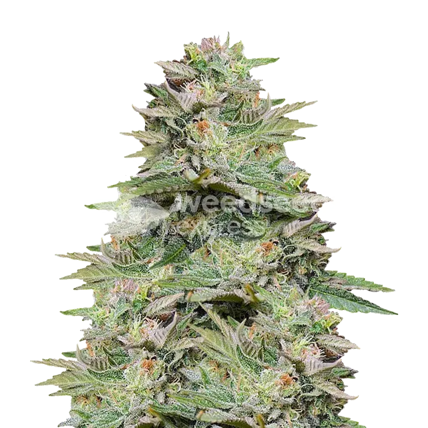 Sleepy Joe OG ertragreiche Cannabispflanze