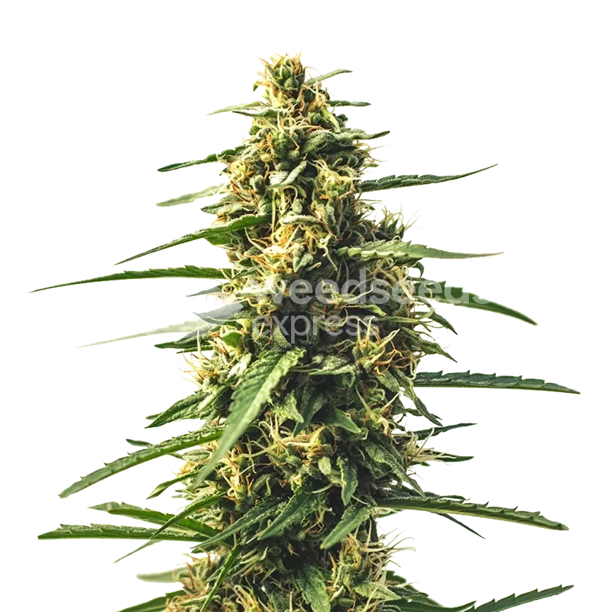 Sour Tsunami CBD Cannabis Plant