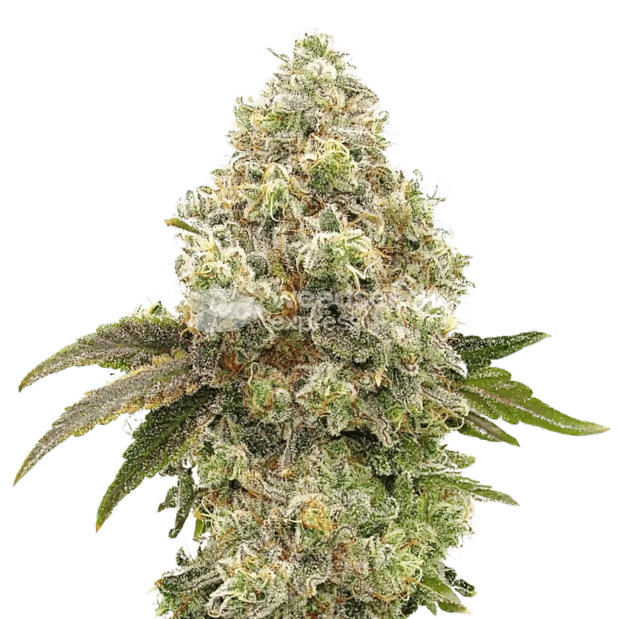 Super Boof ertragreiche Cannabispflanze