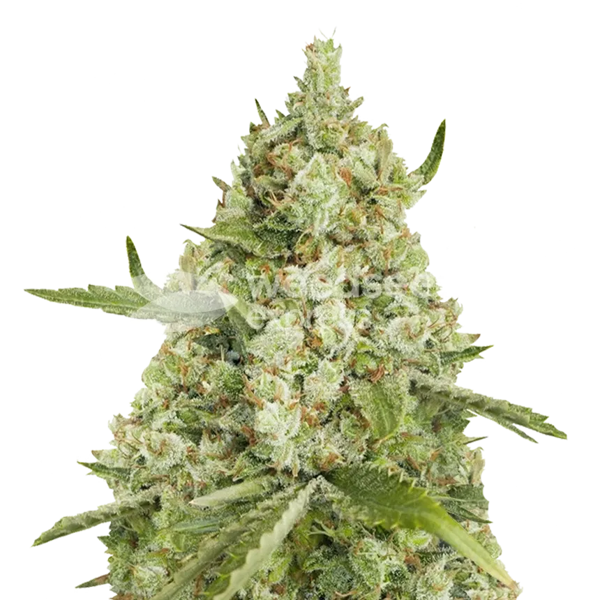 Super Lemon Haze Cannabis Plant