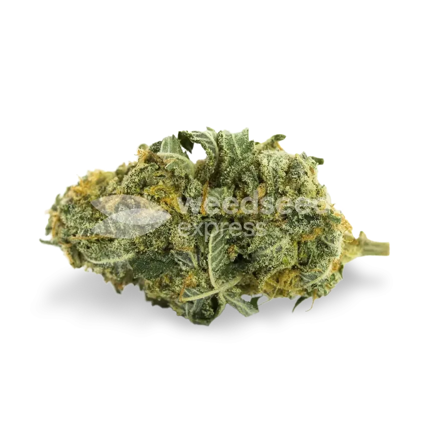 Tangie Cannabis Bud 