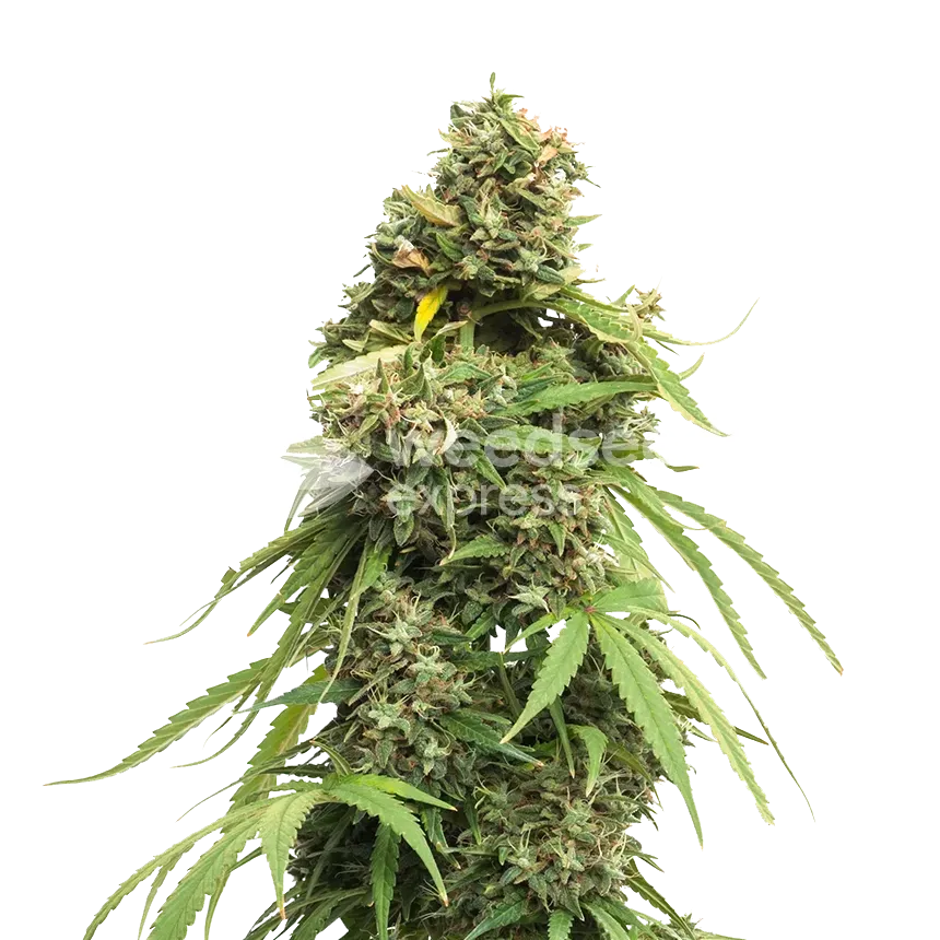 Tangie Cannabis Plant