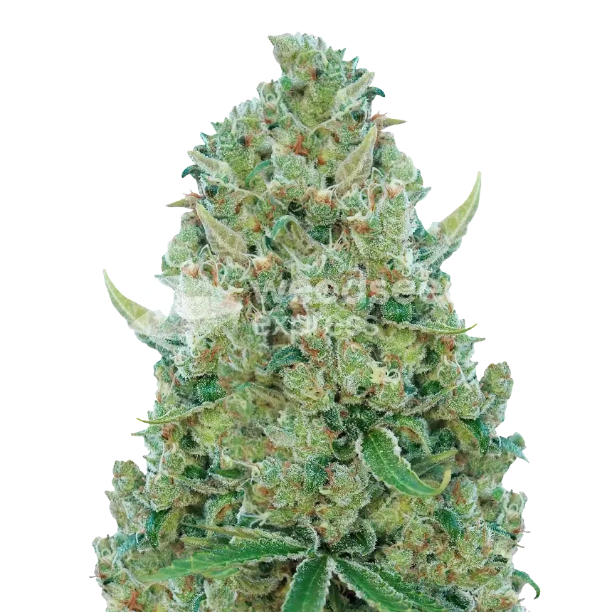 White Rhino ertragreiche Cannabispflanze