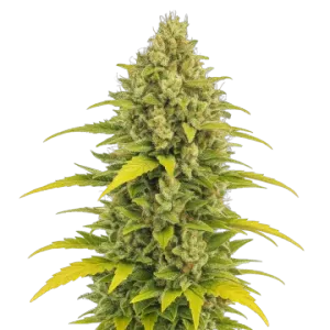 Acapulco Gold Auto