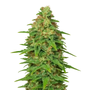 ACDC Auto
