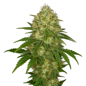 Afghani Auto