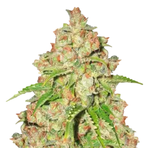 Agent Orange