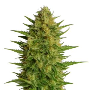 AK-47 Auto