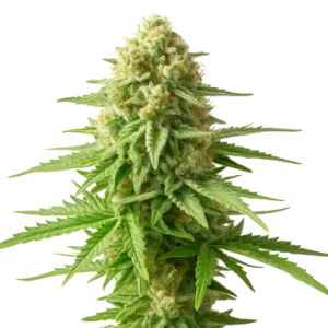 AK-48 Auto