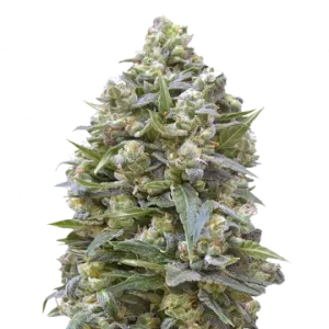 Alaskan Thunder Fuck