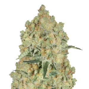 Alien OG