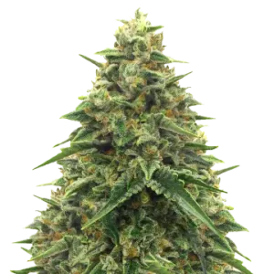 Alpine Star CBD