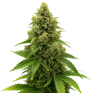 Amnesia Auto