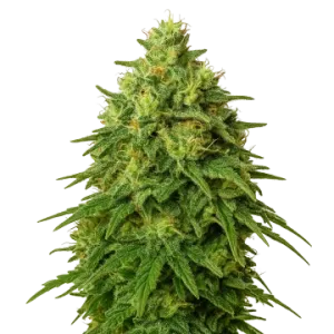 Amnesia Haze Auto