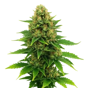 Amnesia Haze X Blueberry Auto