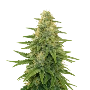 Apple Fritter Auto
