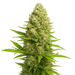 Banana Kush Auto