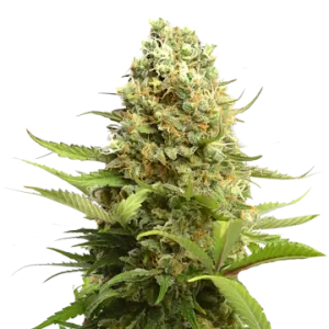 Banana Kush