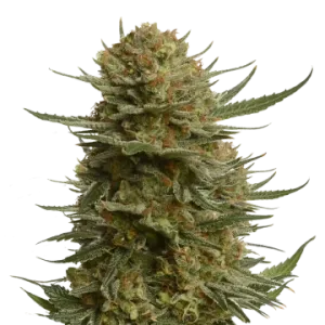 Berner's Cookies