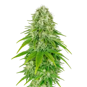 Big Bud Auto