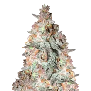 Black Cherry Soda