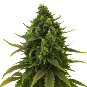 Black Jack Auto